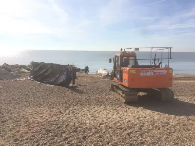 Dead fin whale being removed