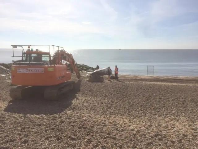 Dead fin whale being removed