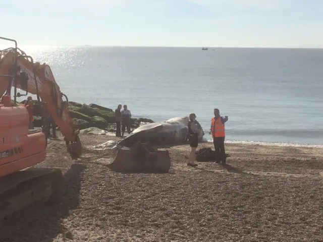 Dead whale being removed