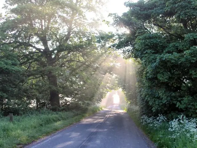 Sun coming through the treas in Hedon