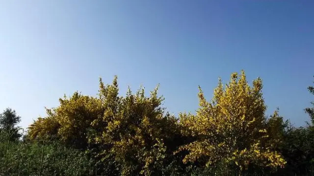 Trees and sky