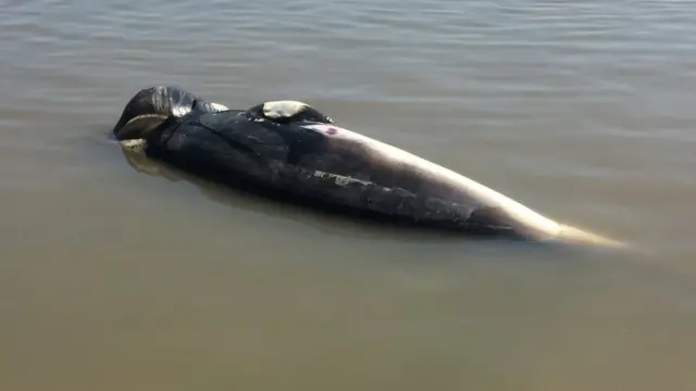 Whale in water