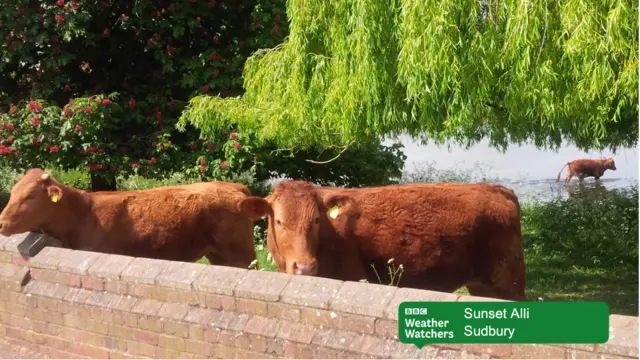 Cows on the water meadows in Sudbury