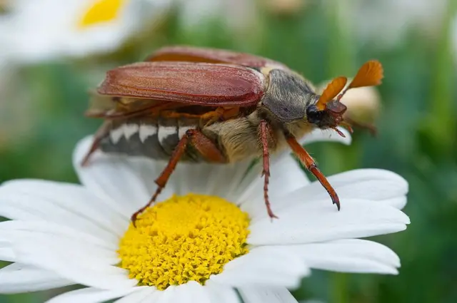 Cockchafer