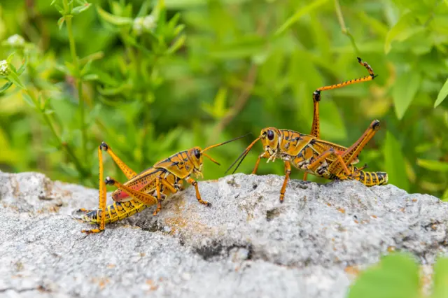 Two grasshoppers