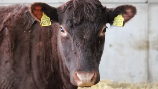 Red Poll cattle