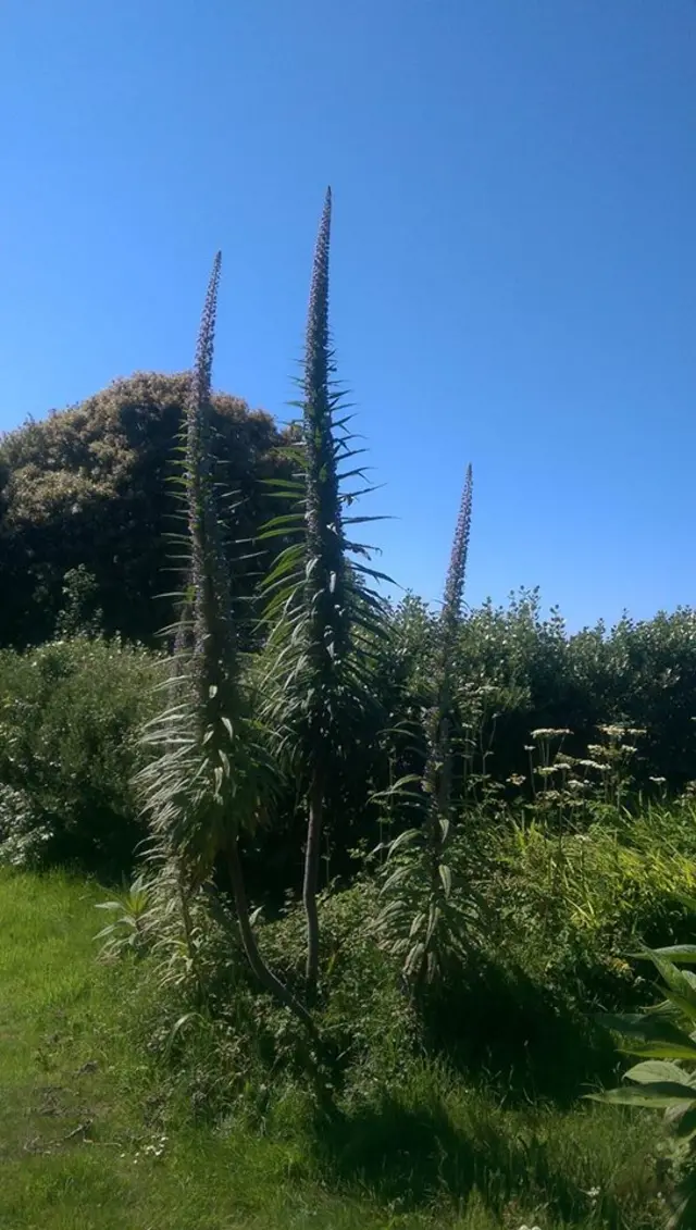 Echium