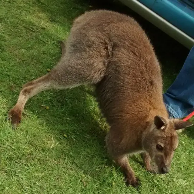 Wallaby found in Walsall