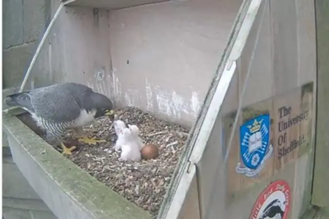 Peregrine chicks