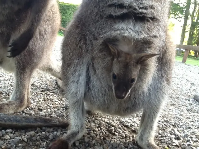 Wallaby