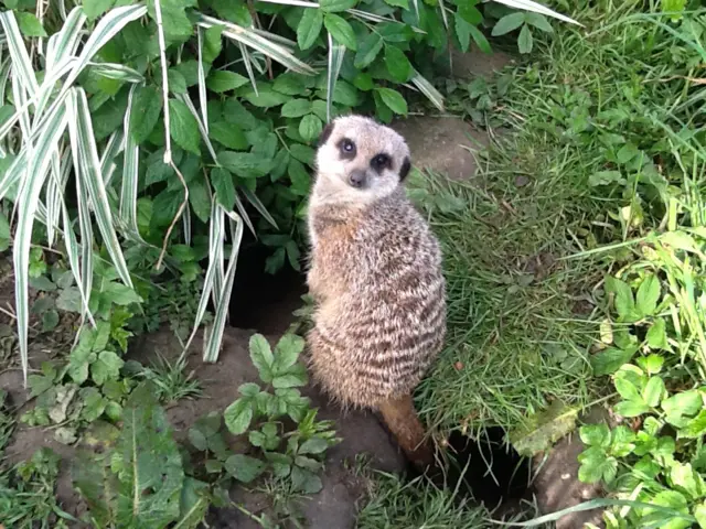 Meercat