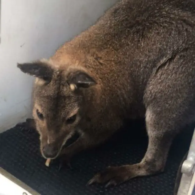 Wallaby found in Walsall