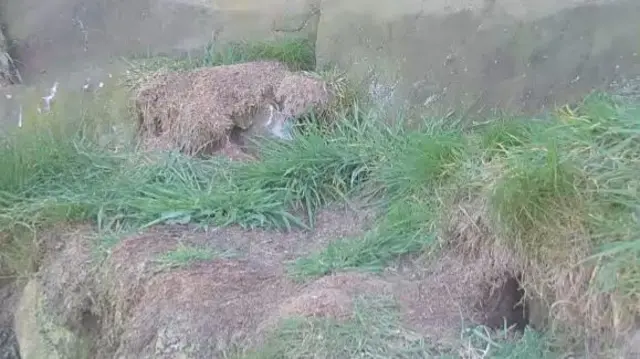 The usual peregrine falcon nesting spot at The Roaches