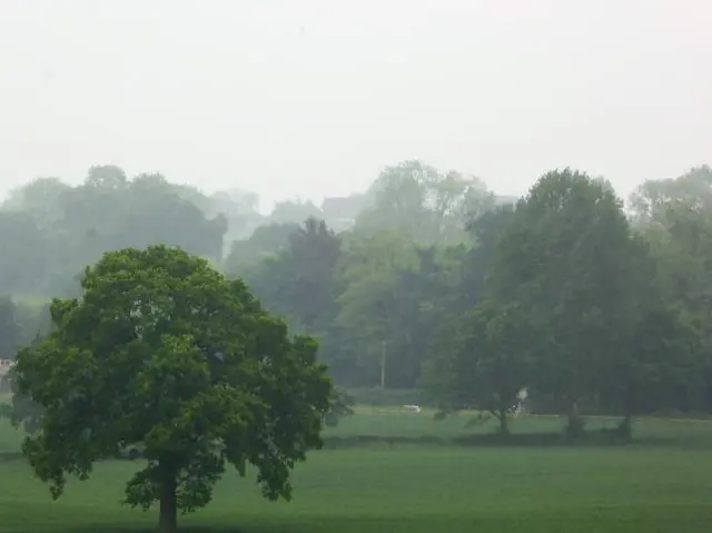 Trees and grass, some shrouded in rain