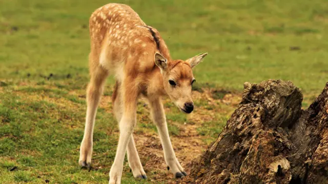 Père David’s fawn