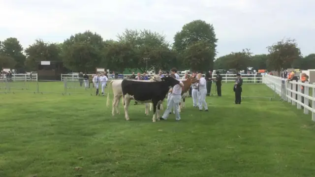 Cows at the Show