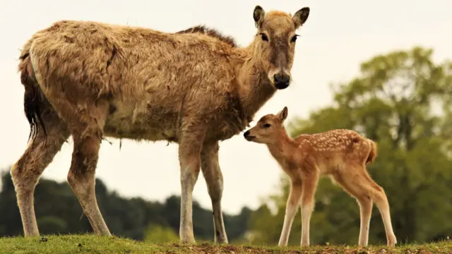 Père David’s fawn