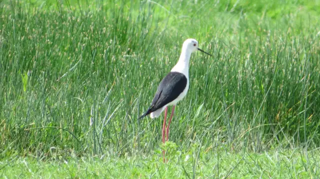 Black-winged stilts