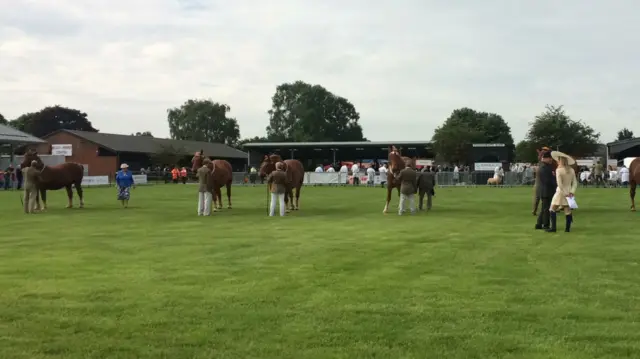 Horses lined up for judging