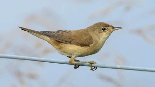 Reed Warbler