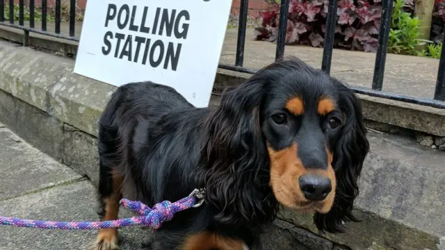 Penny the spaniel at a polling station in Cardiff