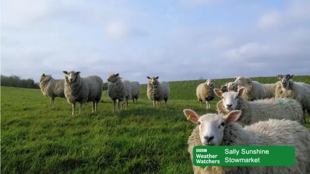 Sheep in Stowmarket