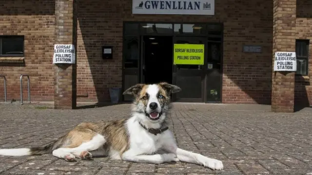 Gregory the dog outside Kidwelly polling station