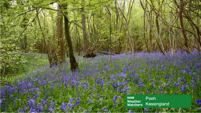 Bluebells in Kessingland