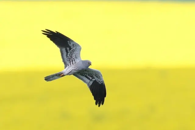 Male Montagu Harrier in flight