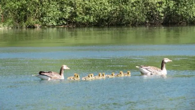 Oakengates lake