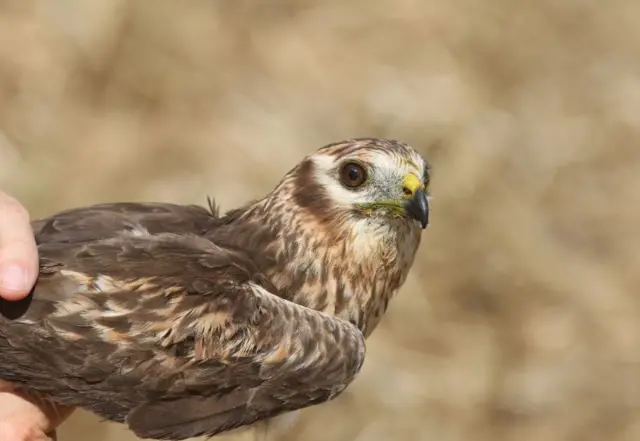 Close up of female Montagu harrier