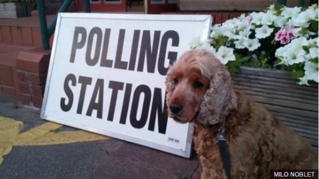 Dog at polling station