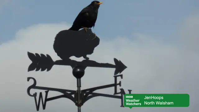 Blackbird on weather vane