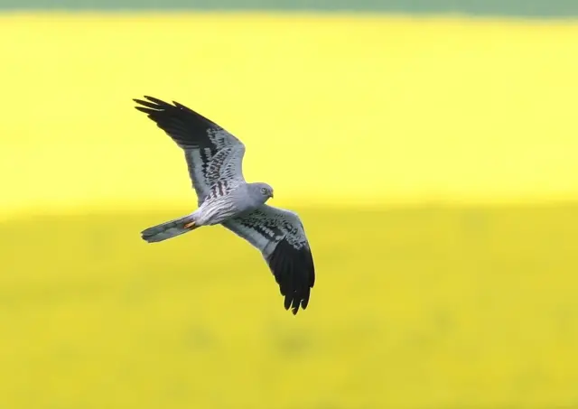 Montagu's Harrier