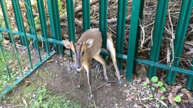 Deer stuck in railings