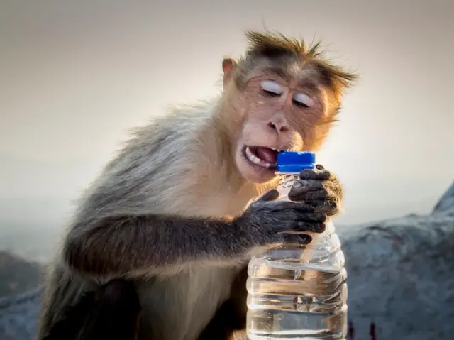 Monkey with a bottle of water