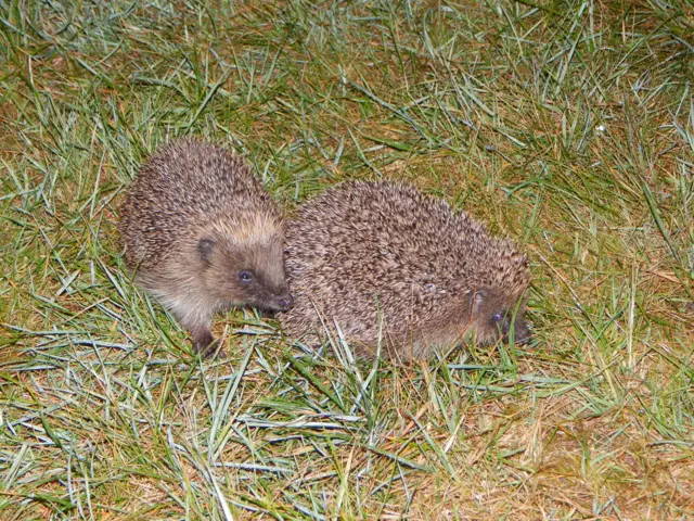 Hedgehogs