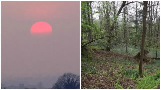 Red sun and woodland