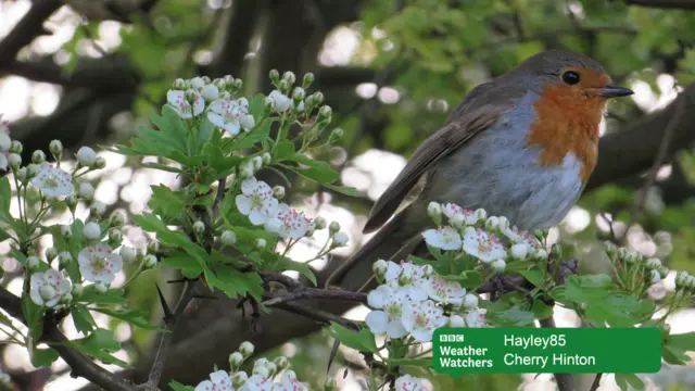 Blossom and robin