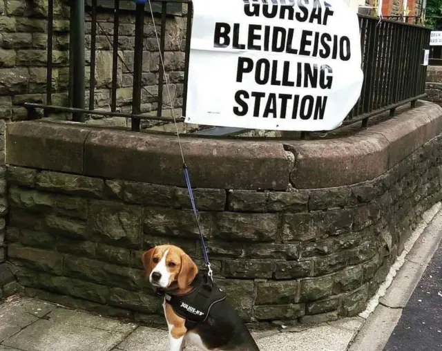 Sherbie the beagle in Caerphilly