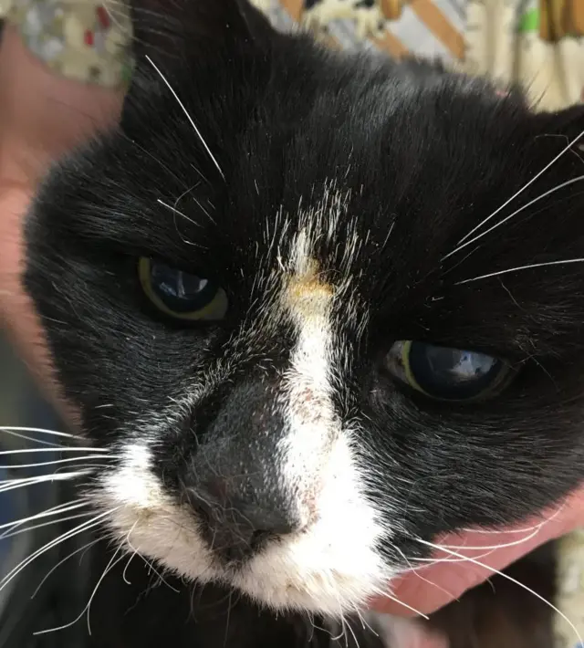 Spook the cat. RSPCA