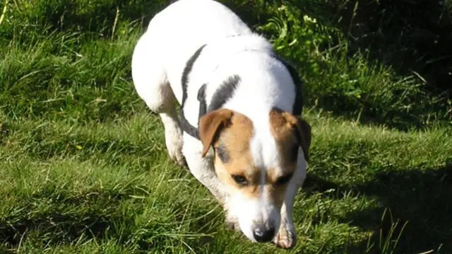 Pip