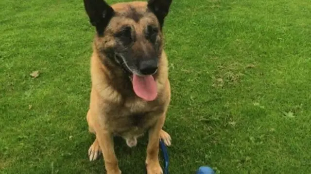 Police dog