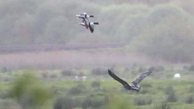 White-tailed eagle with two shelduck