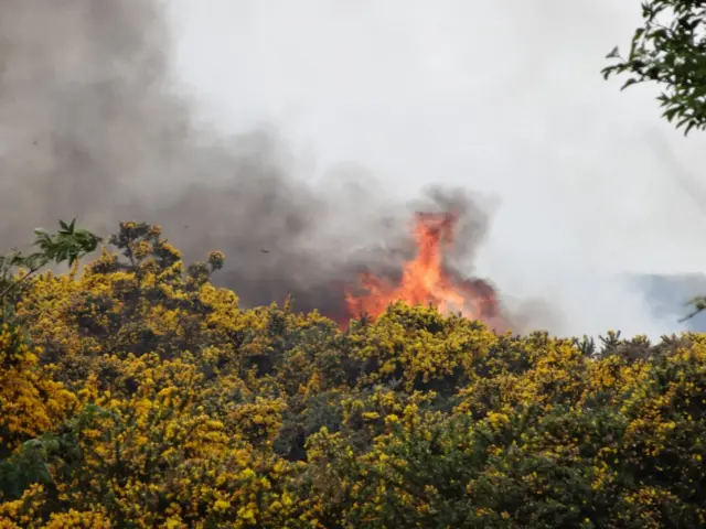 Flames behind gorse