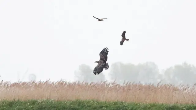 White-tailed eagle with two marsh harriers