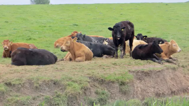 Cows in Misterton