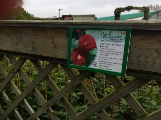 Sign for the red rose, at Peter Beales growers