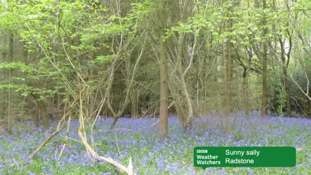 Blue flowers in woods in Radstone.