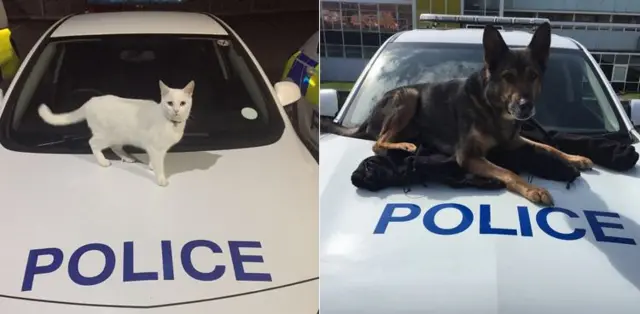 "Police cat" and police dog Finn on car bonnets